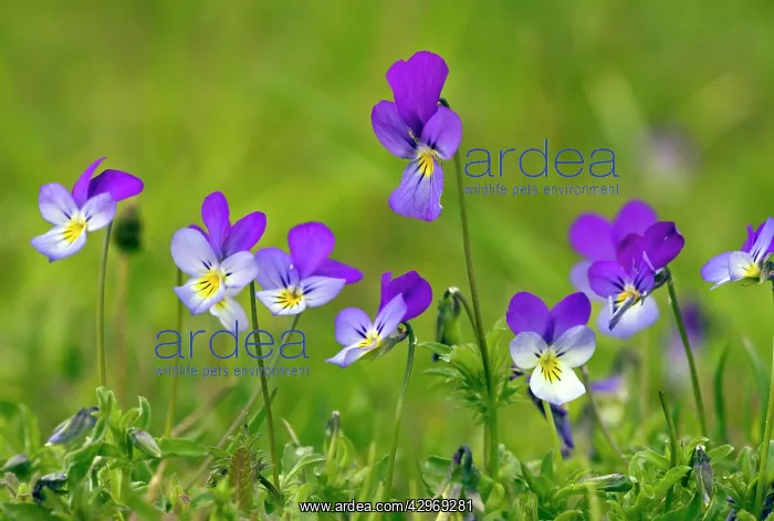 : Wild Pansy or Heartsease - in mountain pasture : Wild Pansy or Heartsease - in mountain pasture