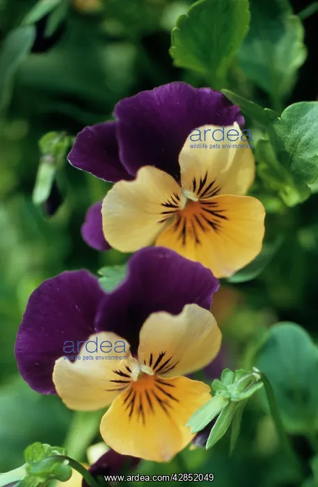 : WILD PANSY / HEARTSEASE / Violet - in flower, close-up : WILD PANSY / HEARTSEASE / Violet - in flower, close-up