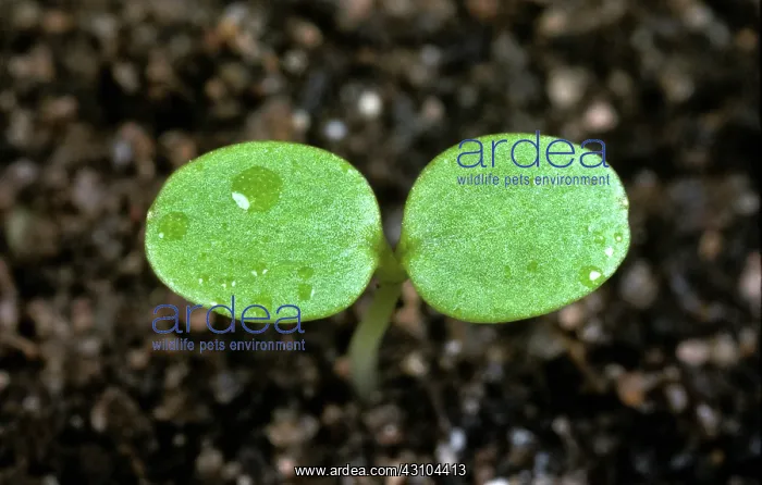 : Wild Pansy seedling : Wild Pansy seedling