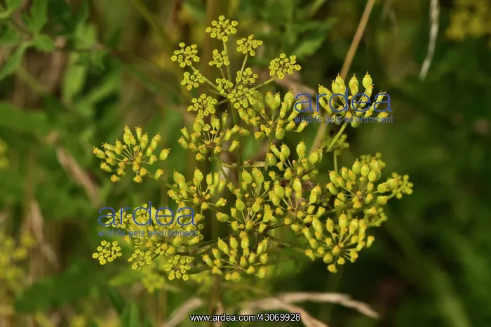 : Wild Parsnip (Pastinaca sativa). Regnemark Banke : Wild Parsnip (Pastinaca sativa). Regnemark Banke