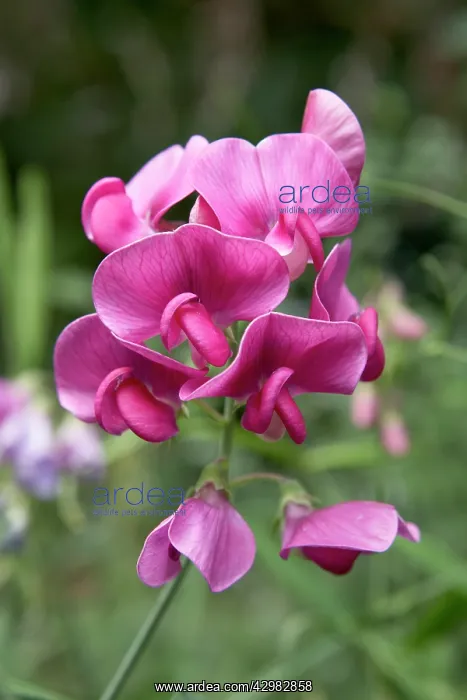: Wild Pea - Inflorescence : Wild Pea - Inflorescence