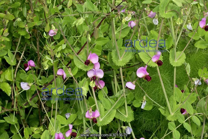 : Wild Pea Sardinia, Italy : Wild Pea Sardinia, Italy