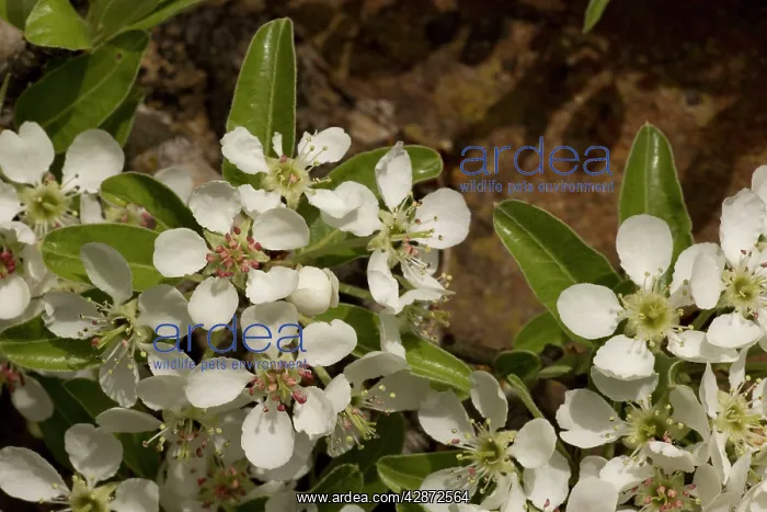 : Wild pear blossom : Wild pear blossom