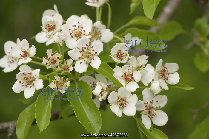 : Wild pear in flower : Wild pear in flower