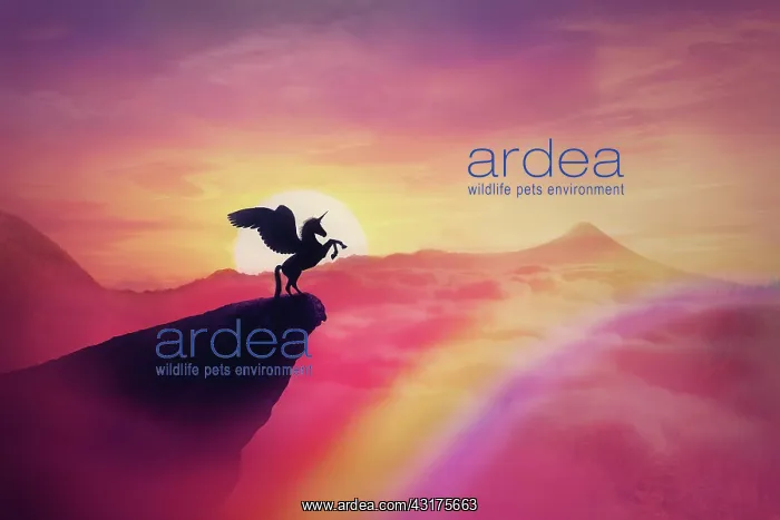 : Wild pegasus silhouette on a cliff edge against : Wild pegasus silhouette on a cliff edge against