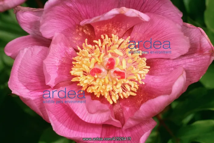  : Wild Peony