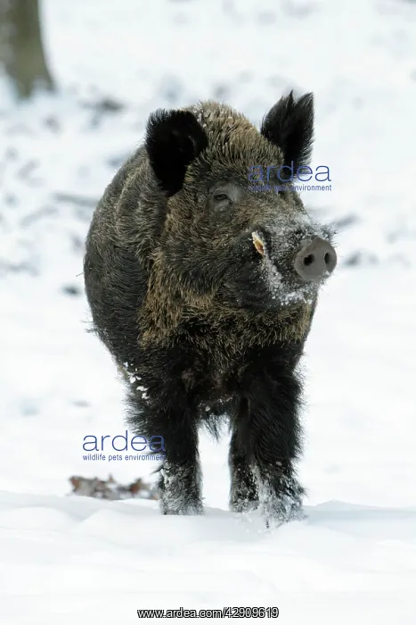 : Wild Pig - boar in snow covered forest : Wild Pig - boar in snow covered forest
