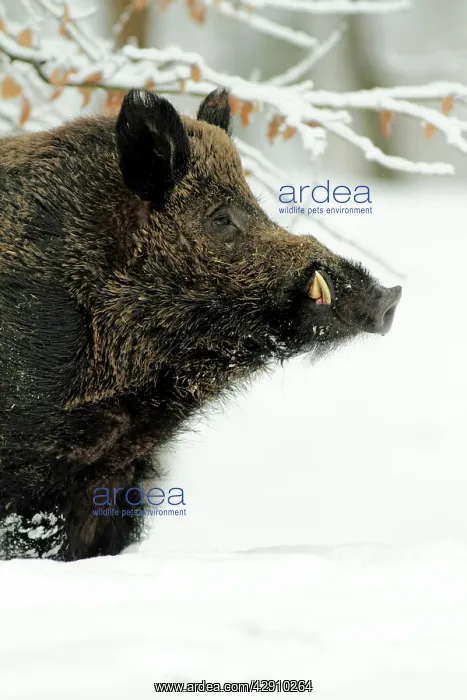 : Wild Pig - boar in snow covered forest : Wild Pig - boar in snow covered forest