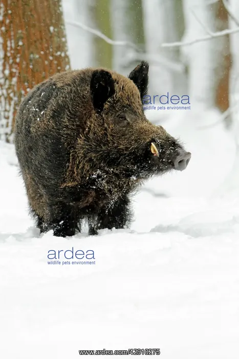 : Wild Pig - boar in snow covered forest : Wild Pig - boar in snow covered forest