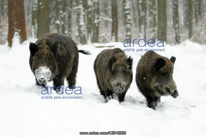 : Wild Pig - boar and two sows in snow covered forest : Wild Pig - boar and two sows in snow covered forest