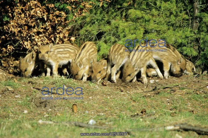 : Wild Pig - piglets in forest glade : Wild Pig - piglets in forest glade