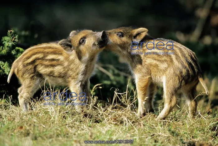 : Wild Pig - piglets playing in forest glade : Wild Pig - piglets playing in forest glade