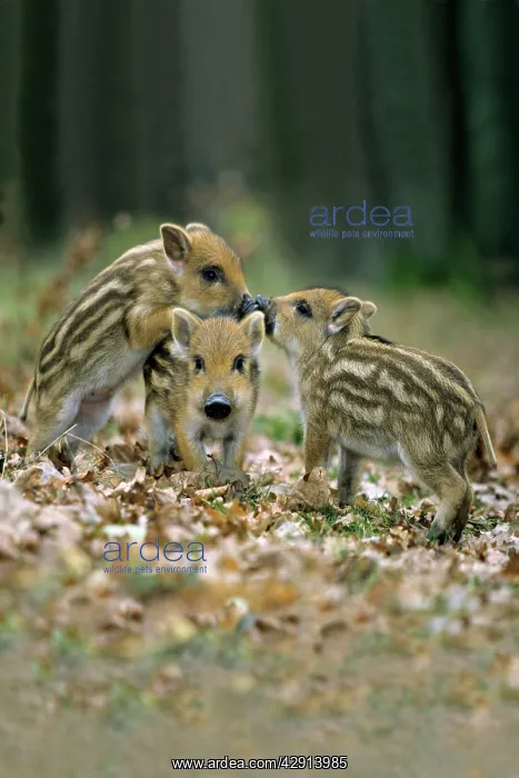 : Wild Pig - piglets playing in forest glade : Wild Pig - piglets playing in forest glade