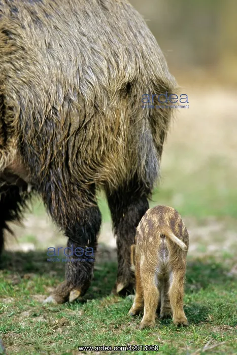 : Wild Pig - sow and piglet, from behind : Wild Pig - sow and piglet, from behind