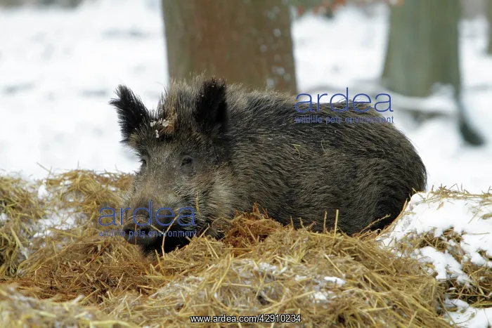 : Wild Pig - sow resting in nest of straw in snow : Wild Pig - sow resting in nest of straw in snow