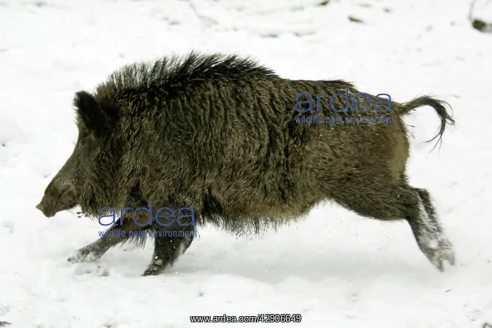 : Wild Pig - Sow running through snow covered woodland : Wild Pig - Sow running through snow covered woodland