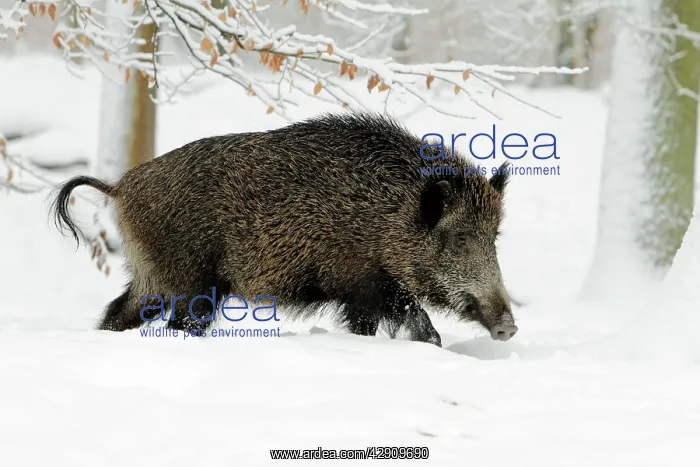 : Wild Pig - sow in snow covered forest : Wild Pig - sow in snow covered forest
