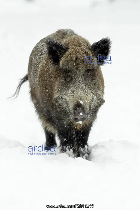 : Wild Pig - sow in snow covered forest : Wild Pig - sow in snow covered forest