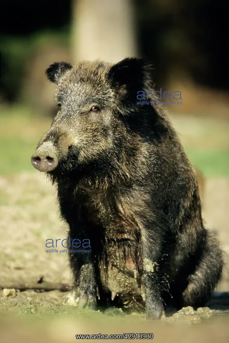 : Wild Pig - sow taking mud bath : Wild Pig - sow taking mud bath