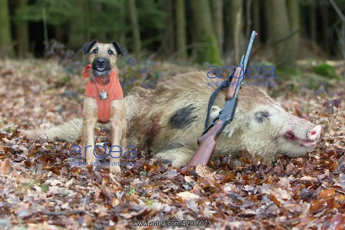 : Wild Pig - trophy semi albino wild boar and Westfalen : Wild Pig - trophy semi albino wild boar and Westfalen