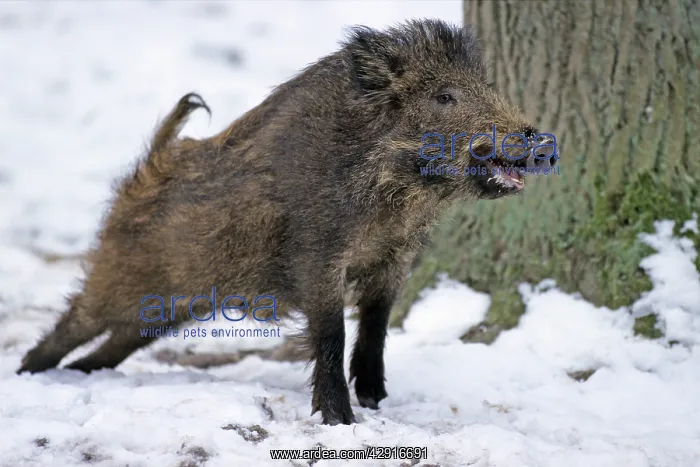  : Wild Pig - young animal stretching itself, in snow