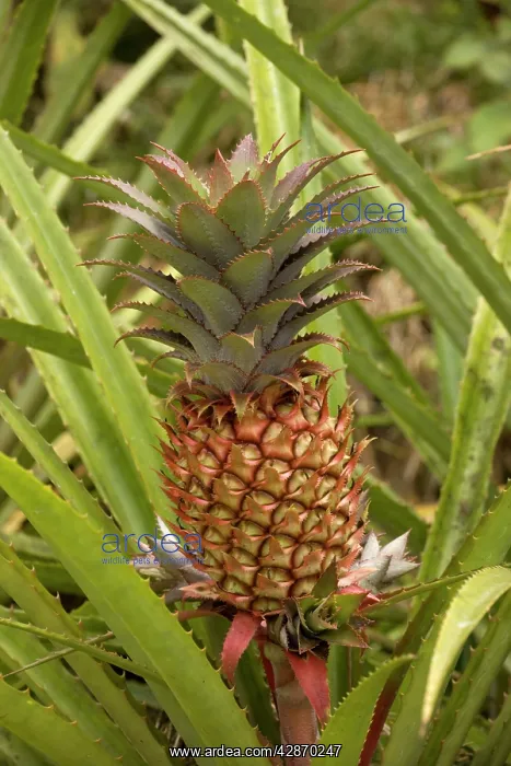: A wild pineapple : A wild pineapple