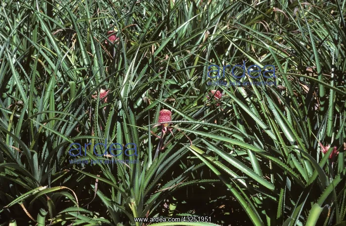  : Wild pineapple plants variety Microphela