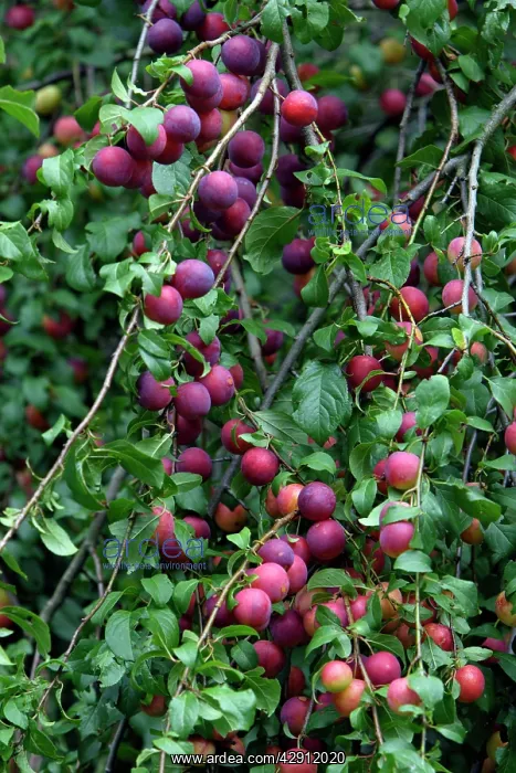 : Wild Plum Tree - ripening fruits or plums : Wild Plum Tree - ripening fruits or plums