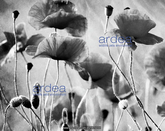  : Wild Poppies