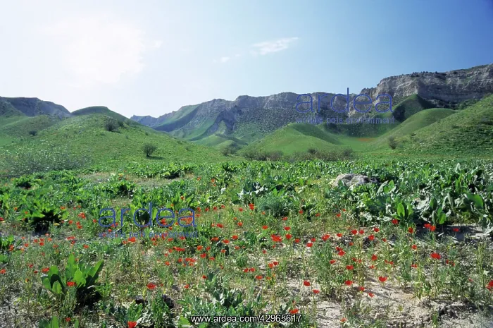  : Wild Poppies - flowering in spring - on mountain slopes