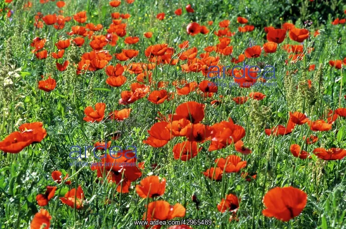 : Wild Poppies - Kopetdag mountain range - spring : Wild Poppies - Kopetdag mountain range - spring