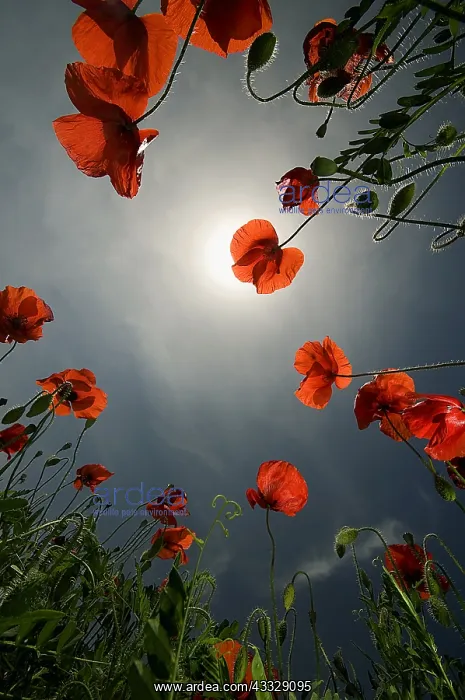 : Wild Poppies (Papaver rhoeas) growing on a field : Wild Poppies (Papaver rhoeas) growing on a field