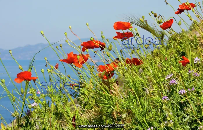 : Wild Poppy or Field Poppy - against sea and sky : Wild Poppy or Field Poppy - against sea and sky