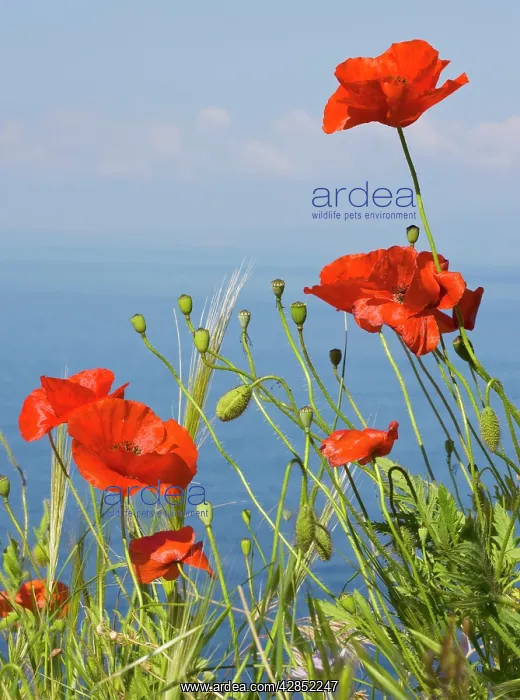 : Wild Poppy or Field Poppy - against sea and sky : Wild Poppy or Field Poppy - against sea and sky