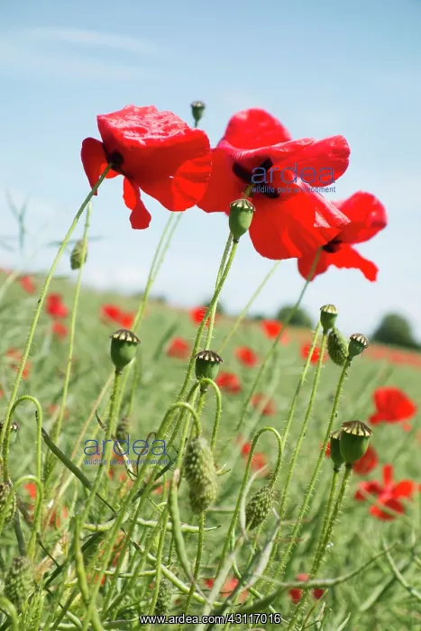 : Wild Poppy, Papaver rhoeas, close up on a few, with blue sky : Wild Poppy, Papaver rhoeas, close up on a few, with blue sky