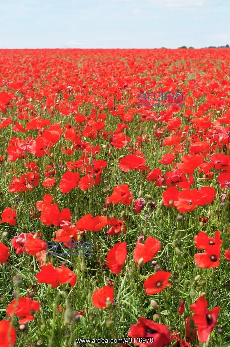 : Wild poppy, Papaver rhoeas, field of flowers with blue sky b : Wild poppy, Papaver rhoeas, field of flowers with blue sky b