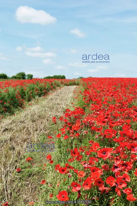 : Wild poppy, Papaver rhoeas, field of flowers growing either : Wild poppy, Papaver rhoeas, field of flowers growing either