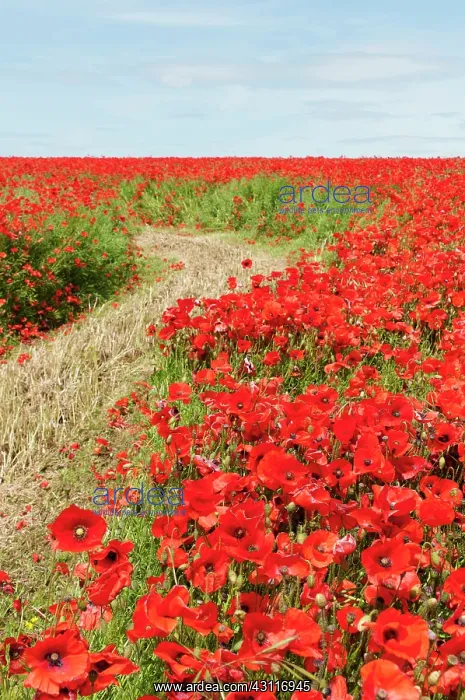 : Wild poppy, Papaver rhoeas, field of flowers growing either : Wild poppy, Papaver rhoeas, field of flowers growing either