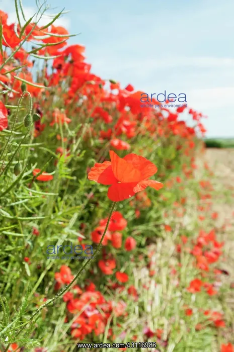 : Wild poppy, Papaver rhoeas, field of flowers growing in a fi : Wild poppy, Papaver rhoeas, field of flowers growing in a fi