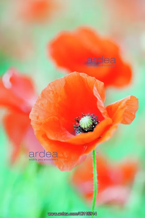 : Wild poppy, Papaver rhoeas, with others out of focus behind : Wild poppy, Papaver rhoeas, with others out of focus behind