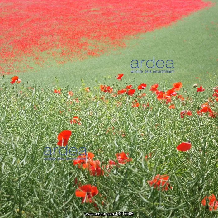 : Wild Poppy, Papaver rhoeasm growing in a field of Oilseed ra : Wild Poppy, Papaver rhoeasm growing in a field of Oilseed ra