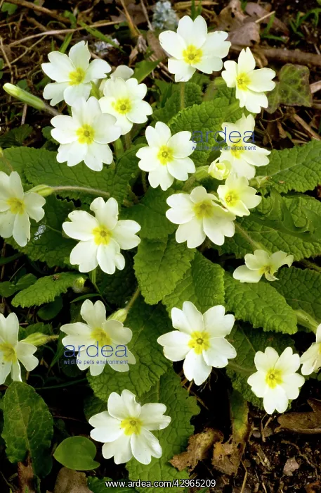 : Wild Primroses - in hedgebank : Wild Primroses - in hedgebank