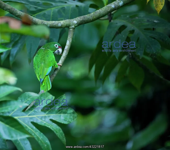 : Wild Puerto Rican parrots (Amazonia vitatta) : Wild Puerto Rican parrots (Amazonia vitatta)