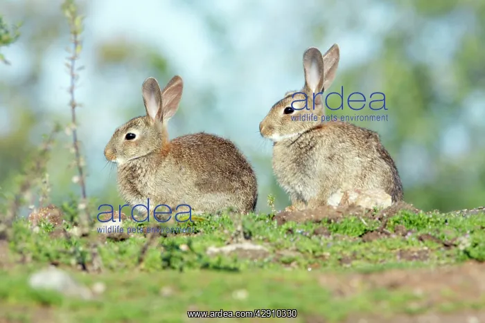 : Wild Rabbit - 2 animals on pasture : Wild Rabbit - 2 animals on pasture