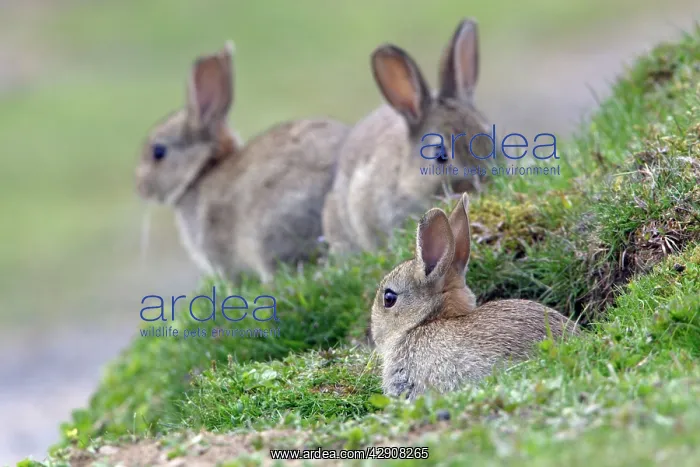 : Wild Rabbit - 3 young animal sitting in front of burrow : Wild Rabbit - 3 young animal sitting in front of burrow