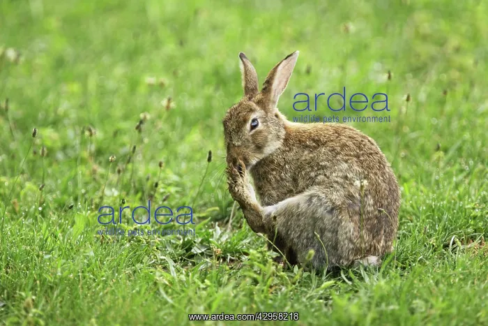 : Wild Rabbit : Wild Rabbit