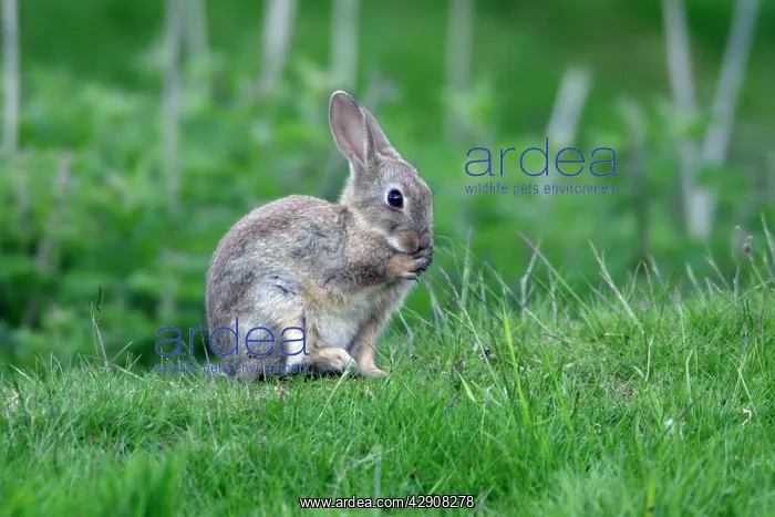 : Wild Rabbit - animal sitting cleaning its paws : Wild Rabbit - animal sitting cleaning its paws