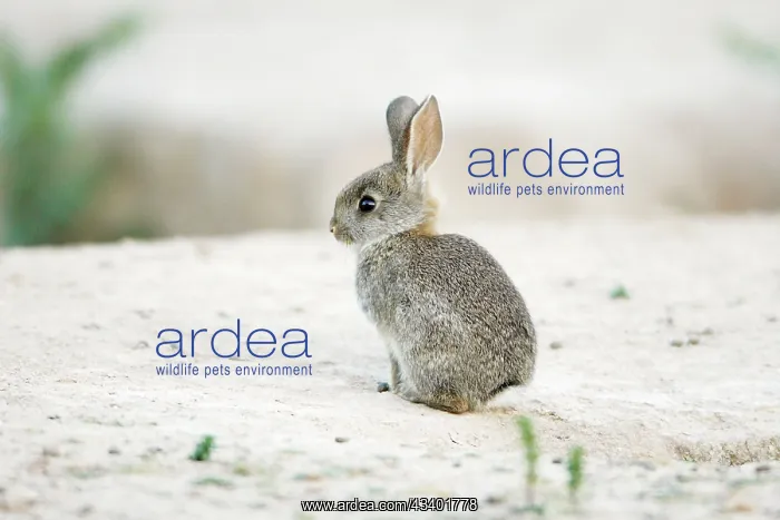  : Wild Rabbit - baby animal