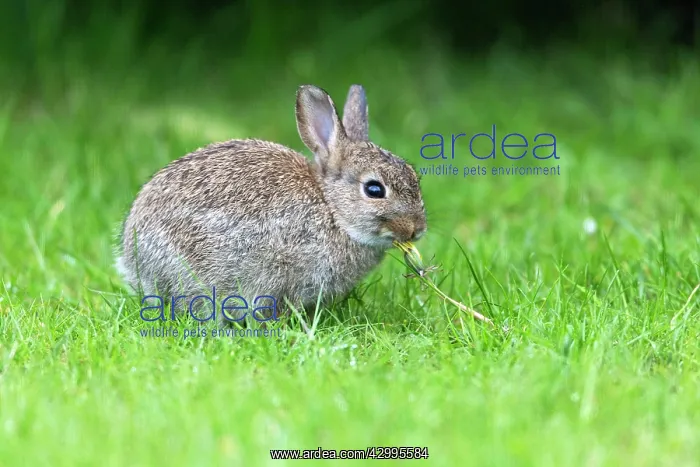 : Wild Rabbit - baby rabbit eating Dandelion on garden : Wild Rabbit - baby rabbit eating Dandelion on garden
