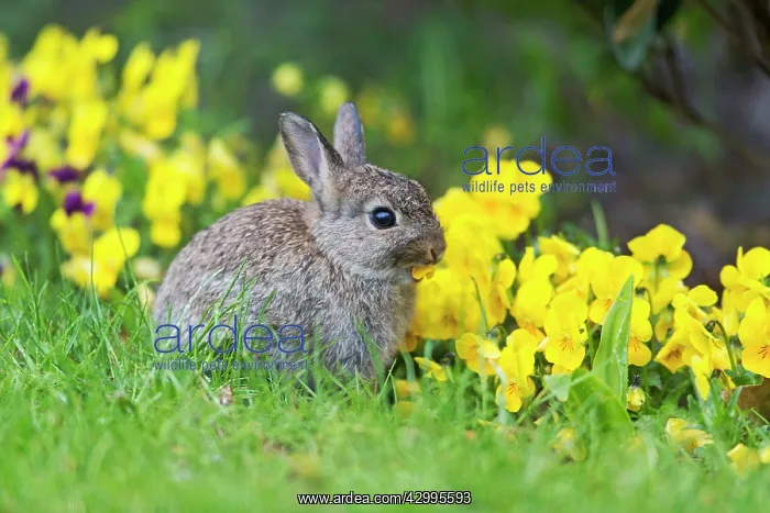 : Wild Rabbit - baby rabbit eating Pansy Flowers on : Wild Rabbit - baby rabbit eating Pansy Flowers on